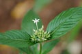 White flower and tender buds Royalty Free Stock Photo